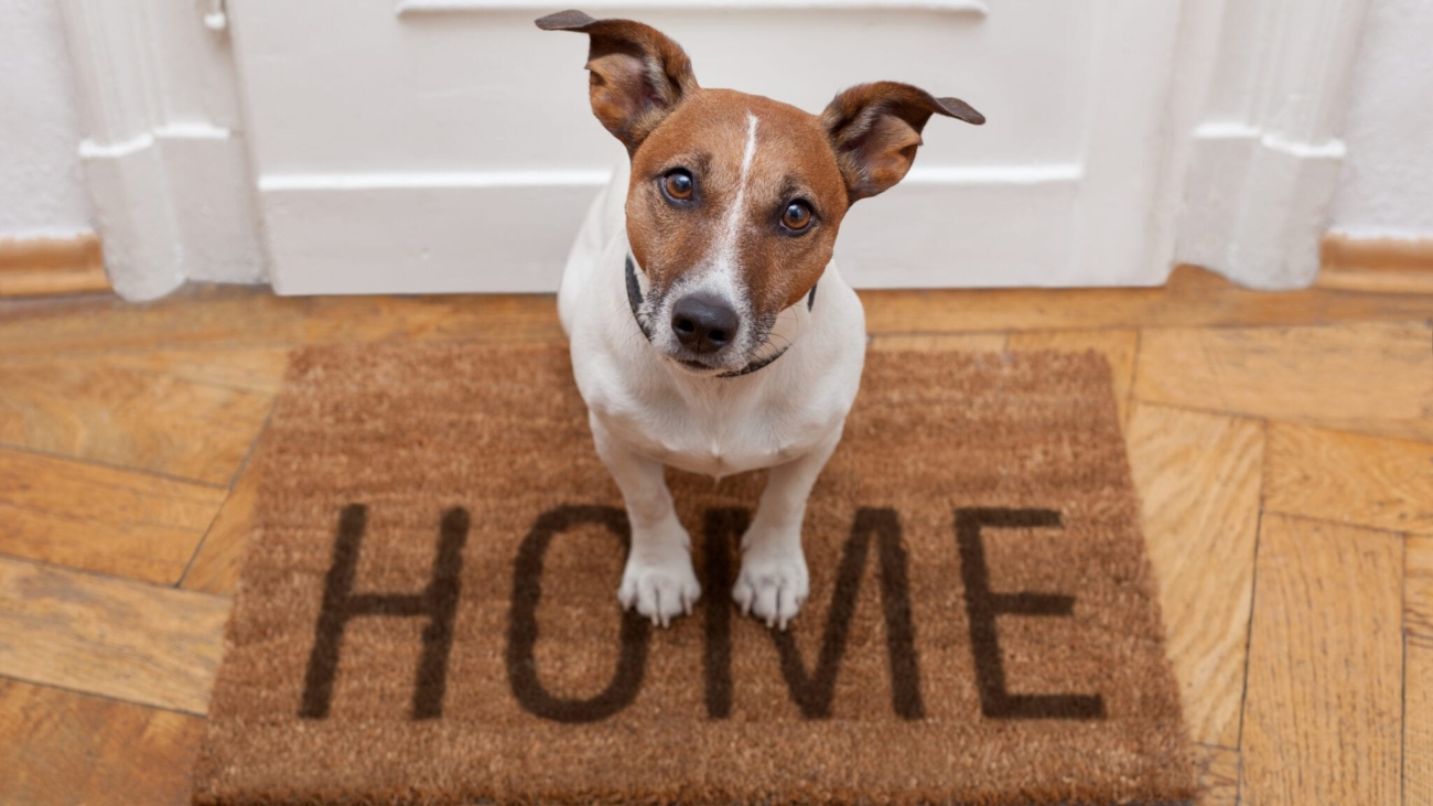 real-estate-trends-pets-are-a-priority-for-new-home-owners